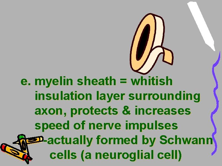 e. myelin sheath = whitish insulation layer surrounding axon, protects & increases speed of e. myelin sheath = whitish insulation layer surrounding axon, protects & increases speed of