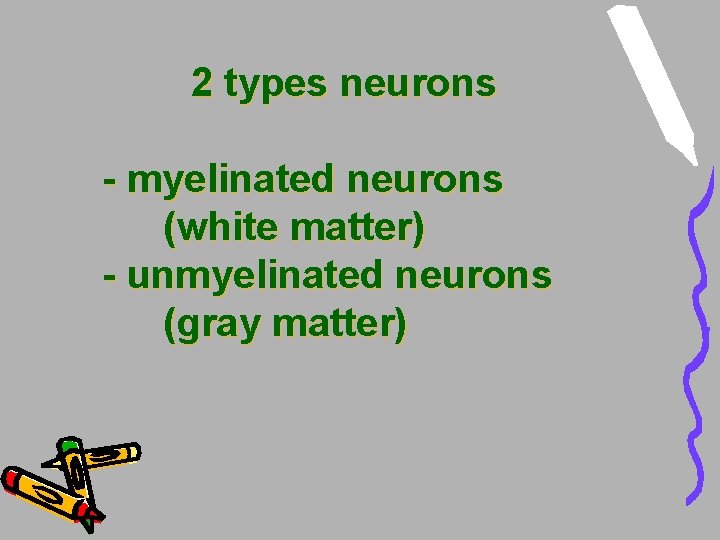 2 types neurons - myelinated neurons (white matter) - unmyelinated neurons (gray matter) 2 types neurons - myelinated neurons (white matter) - unmyelinated neurons (gray matter)