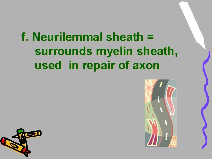 f. Neurilemmal sheath = surrounds myelin sheath, used in repair of axon f. Neurilemmal sheath = surrounds myelin sheath, used in repair of axon