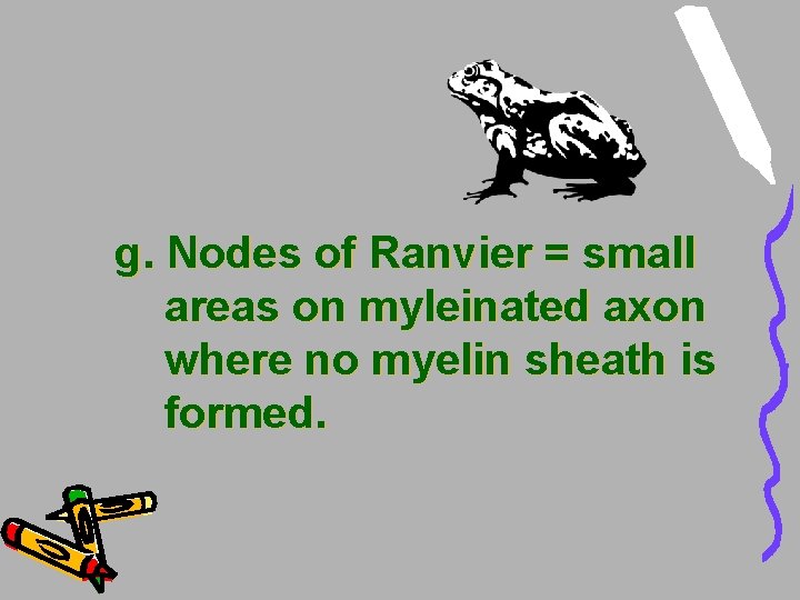 g. Nodes of Ranvier = small areas on myleinated axon where no myelin sheath g. Nodes of Ranvier = small areas on myleinated axon where no myelin sheath