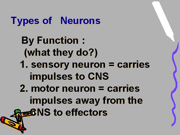 Types of Neurons By Function : (what they do? ) 1. sensory neuron = Types of Neurons By Function : (what they do? ) 1. sensory neuron =
