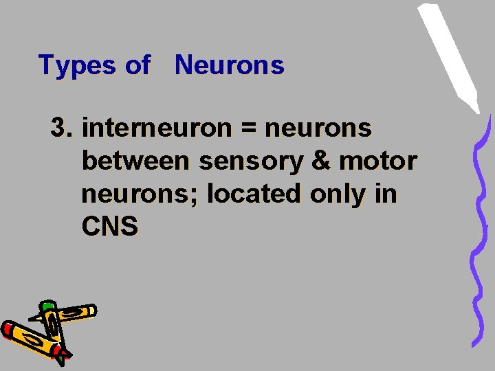 Types of Neurons 3. interneuron = neurons between sensory & motor neurons; located only Types of Neurons 3. interneuron = neurons between sensory & motor neurons; located only