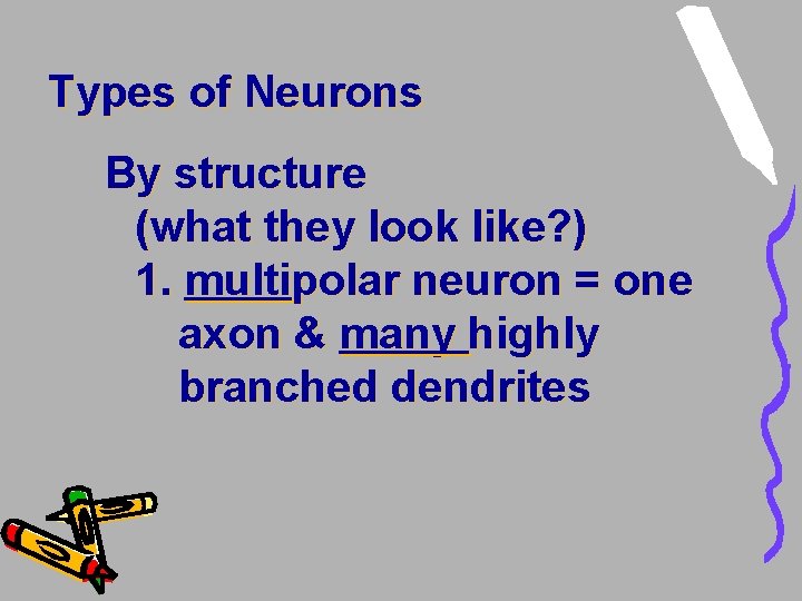 Types of Neurons By structure (what they look like? ) 1. multipolar neuron = Types of Neurons By structure (what they look like? ) 1. multipolar neuron =