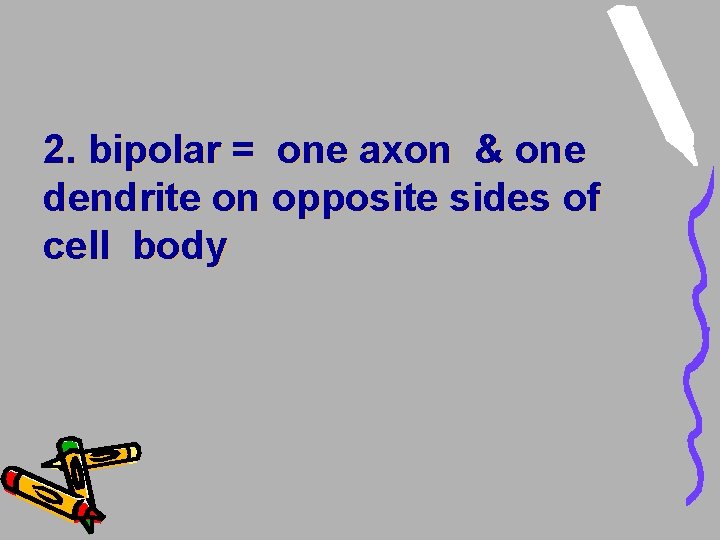 2. bipolar = one axon & one dendrite on opposite sides of cell body 2. bipolar = one axon & one dendrite on opposite sides of cell body