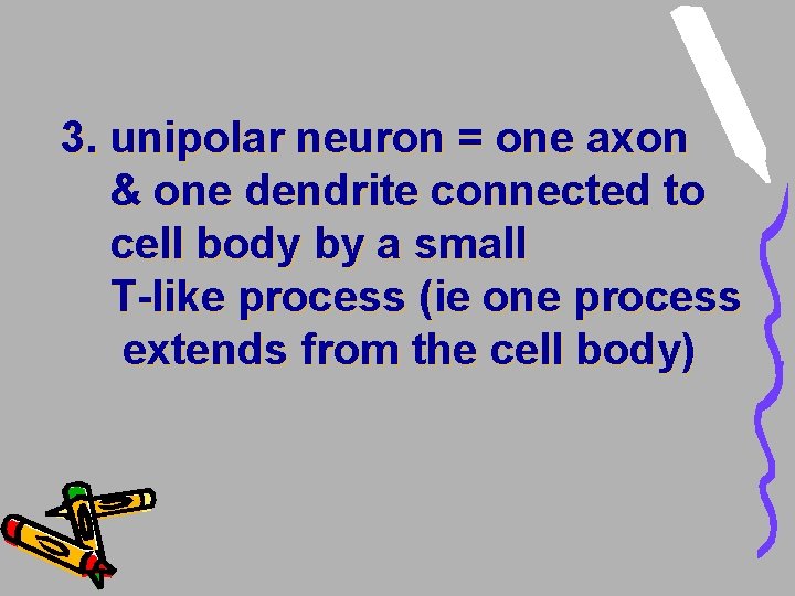 3. unipolar neuron = one axon & one dendrite connected to cell body by 3. unipolar neuron = one axon & one dendrite connected to cell body by