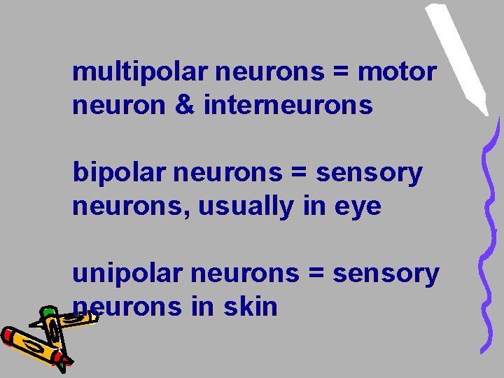 multipolar neurons = motor neuron & interneurons bipolar neurons = sensory neurons, usually in multipolar neurons = motor neuron & interneurons bipolar neurons = sensory neurons, usually in
