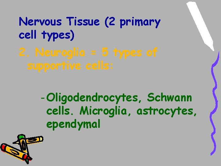 Nervous Tissue (2 primary cell types) 2. Neuroglia = 5 types of supportive cells: Nervous Tissue (2 primary cell types) 2. Neuroglia = 5 types of supportive cells:
