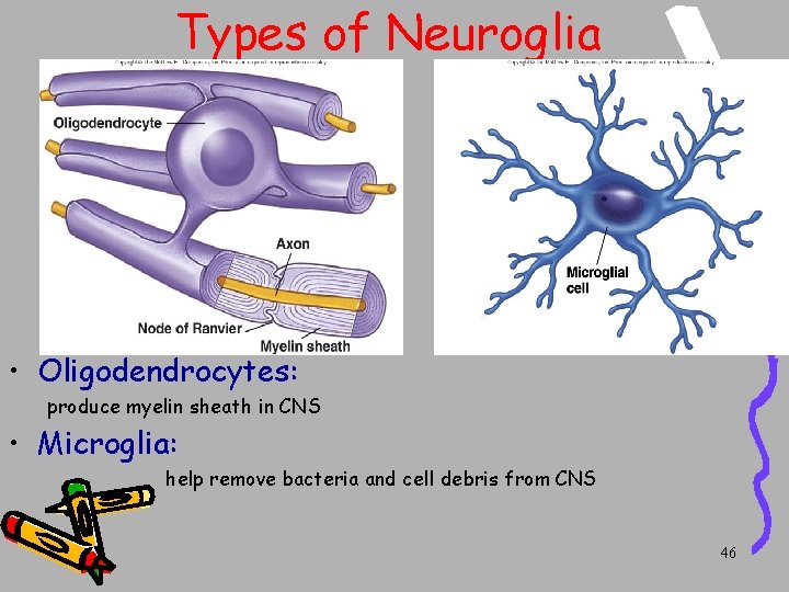 Types of Neuroglia • Oligodendrocytes: produce myelin sheath in CNS • Microglia: help remove Types of Neuroglia • Oligodendrocytes: produce myelin sheath in CNS • Microglia: help remove