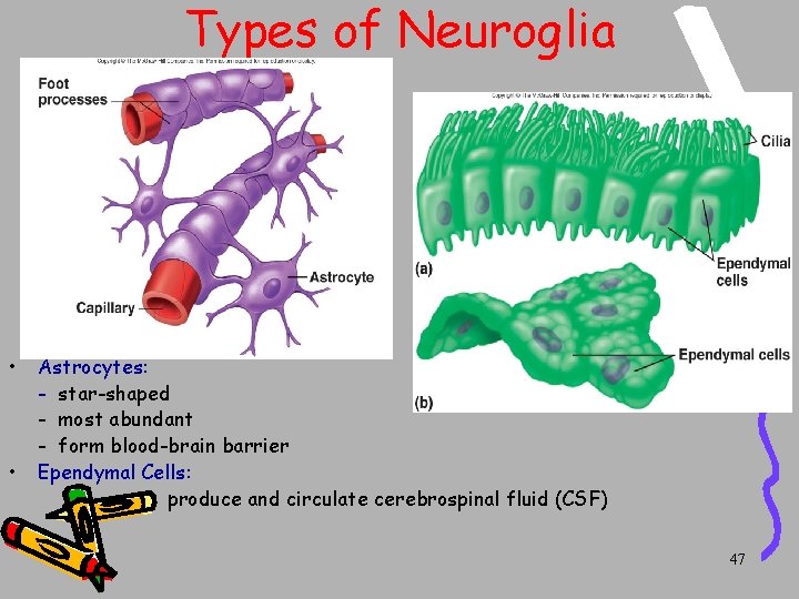 Types of Neuroglia • • Astrocytes: - star-shaped - most abundant - form blood-brain Types of Neuroglia • • Astrocytes: - star-shaped - most abundant - form blood-brain