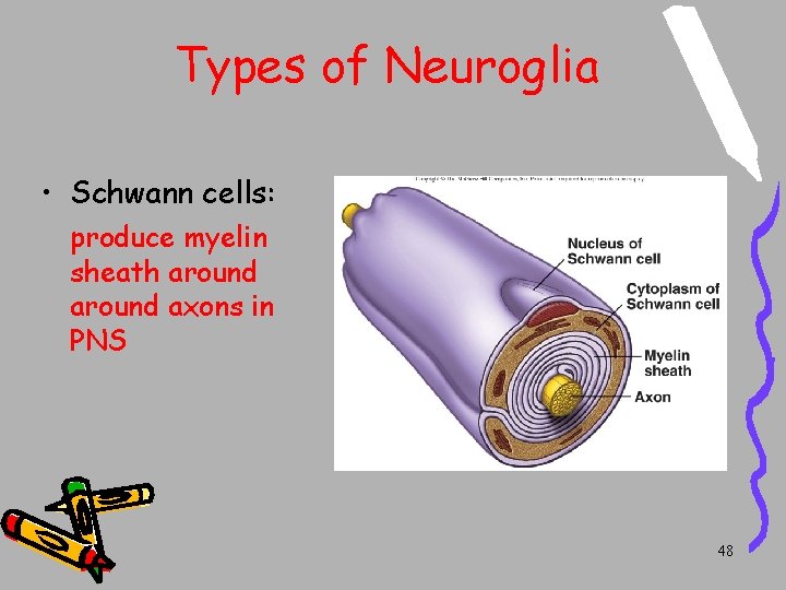 Types of Neuroglia • Schwann cells: produce myelin sheath around axons in PNS 48 Types of Neuroglia • Schwann cells: produce myelin sheath around axons in PNS 48