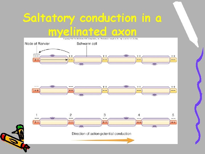 Saltatory conduction in a myelinated axon Saltatory conduction in a myelinated axon