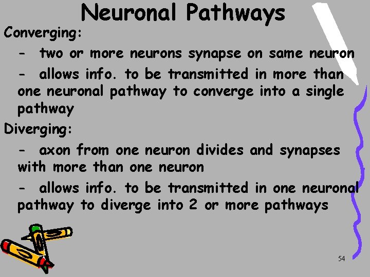 Neuronal Pathways Converging: - two or more neurons synapse on same neuron - allows Neuronal Pathways Converging: - two or more neurons synapse on same neuron - allows