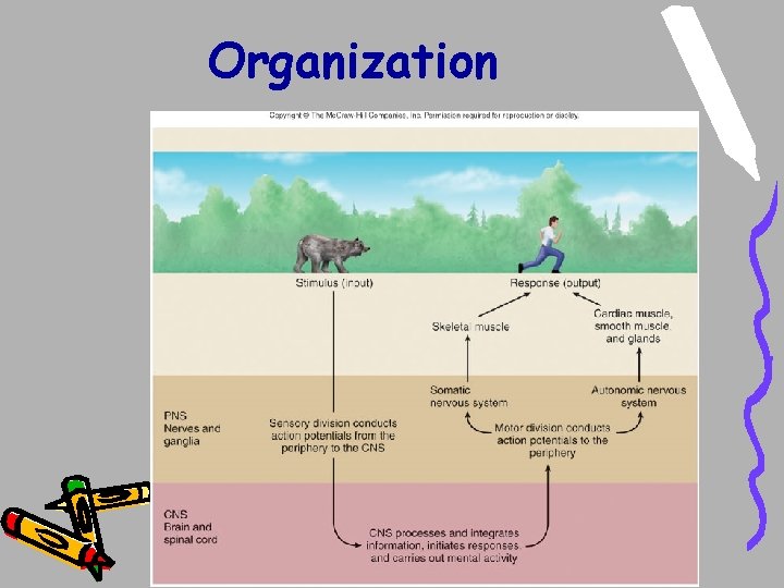Organization Organization