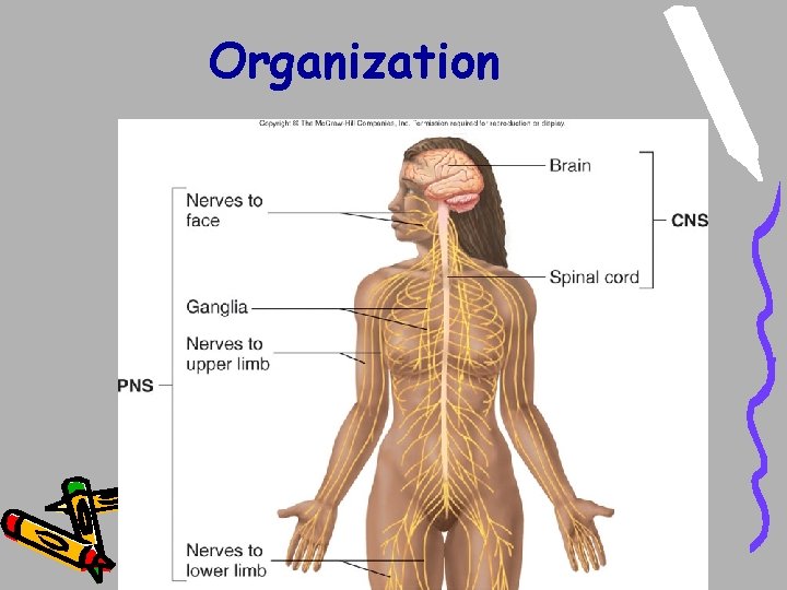 Organization Organization