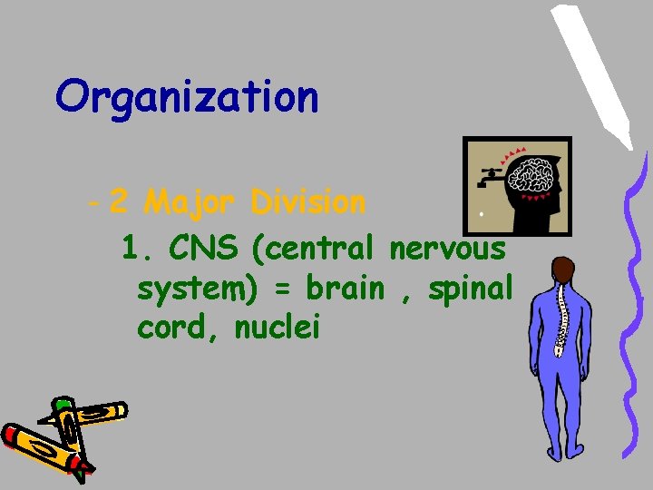 Organization - 2 Major Division 1. CNS (central nervous system) = brain , spinal Organization - 2 Major Division 1. CNS (central nervous system) = brain , spinal