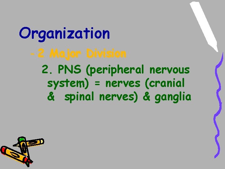 Organization - 2 Major Division 2. PNS (peripheral nervous system) = nerves (cranial & Organization - 2 Major Division 2. PNS (peripheral nervous system) = nerves (cranial &