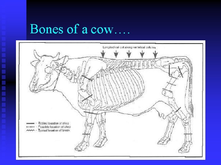 Bones of a cow…. 