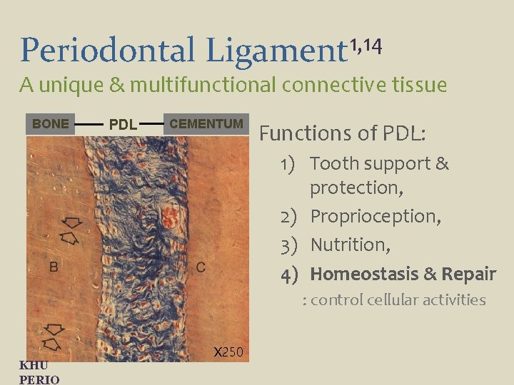Periodontal 1, 14 Ligament A unique & multifunctional connective tissue BONE PDL CEMENTUM Functions