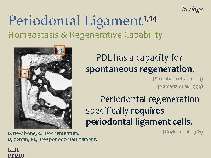 Periodontal 1, 14 Ligament In dogs Homeostasis & Regenerative Capability PDL has a capacity