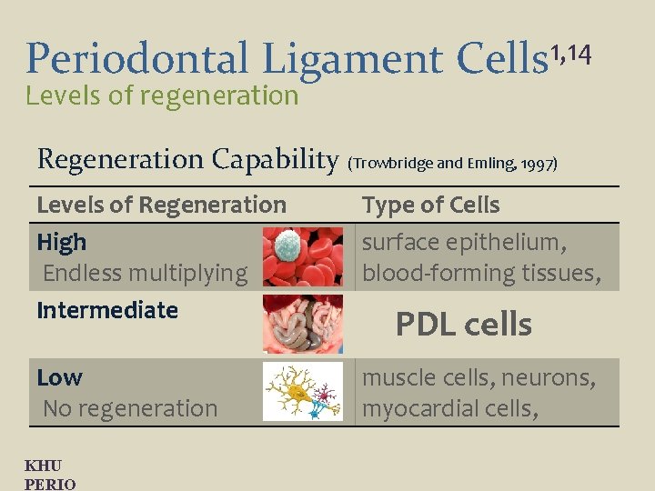 Periodontal Ligament Levels of regeneration 1, 14 Cells Regeneration Capability (Trowbridge and Emling, 1997)