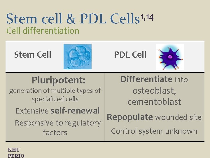 Stem cell & PDL Cell differentiation Stem Cell Pluripotent: generation of multiple types of