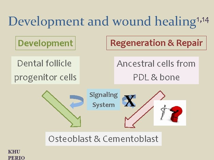 Development and wound healing 1, 14 Development Regeneration & Repair Dental follicle progenitor cells