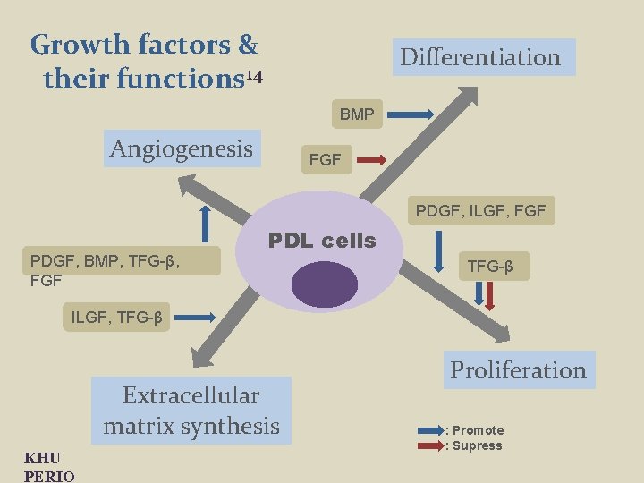 Growth factors & their functions 14 Differentiation BMP Angiogenesis FGF PDGF, ILGF, FGF PDGF,