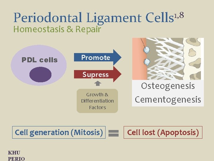 Periodontal Ligament Cells 1, 8 Homeostasis & Repair PDL cells Promote Supress Growth &