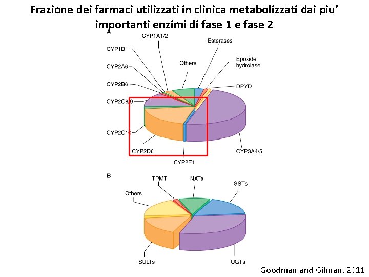 Frazione dei farmaci utilizzati in clinica metabolizzati dai piu’ importanti enzimi di fase 1