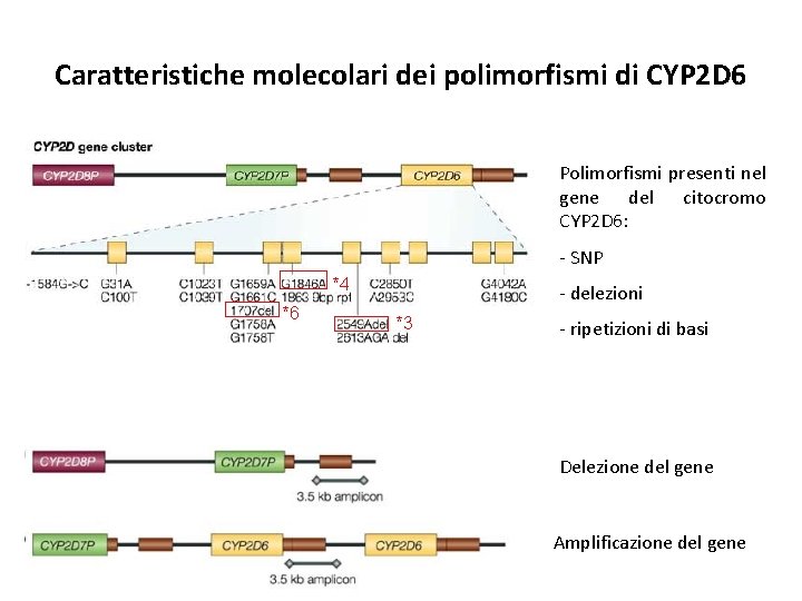 Caratteristiche molecolari dei polimorfismi di CYP 2 D 6 Polimorfismi presenti nel gene del