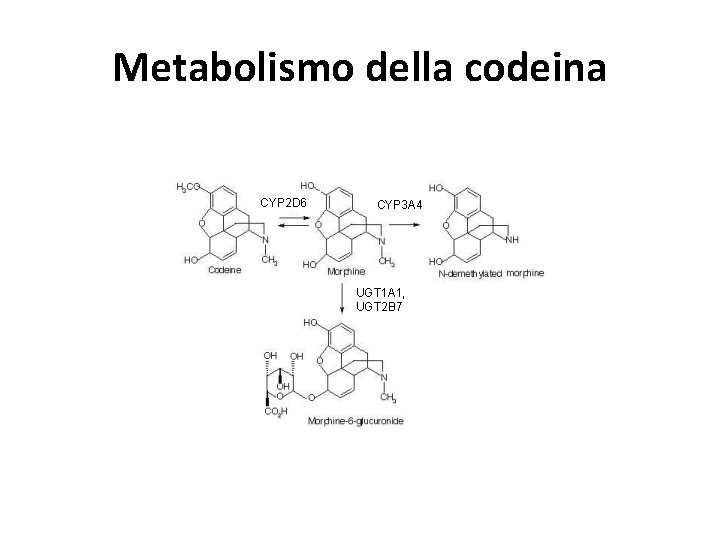 Metabolismo della codeina CYP 2 D 6 CYP 3 A 4 UGT 1 A