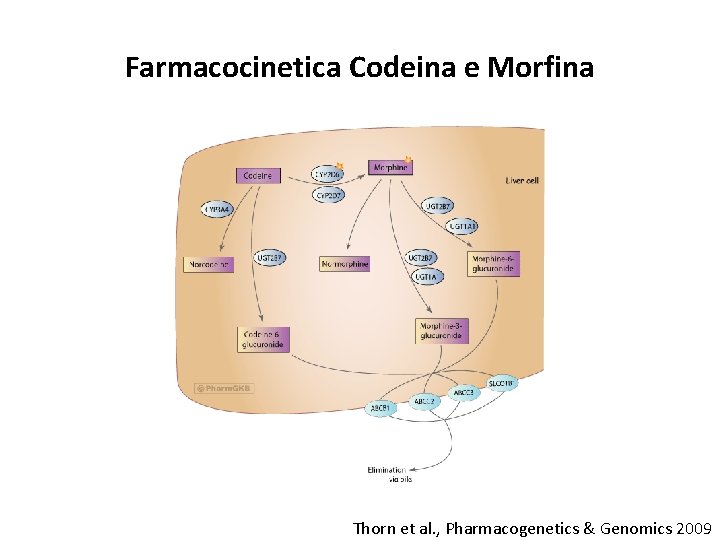 Farmacocinetica Codeina e Morfina Thorn et al. , Pharmacogenetics & Genomics 2009 