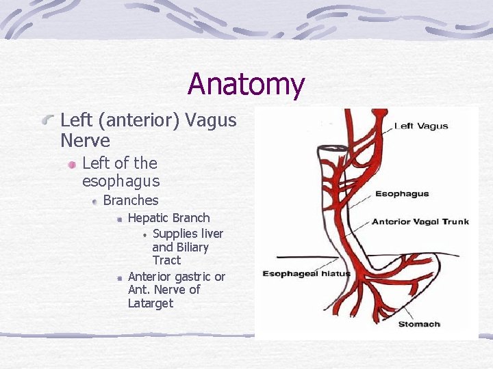 Anatomy Left (anterior) Vagus Nerve Left of the esophagus Branches Hepatic Branch Supplies liver
