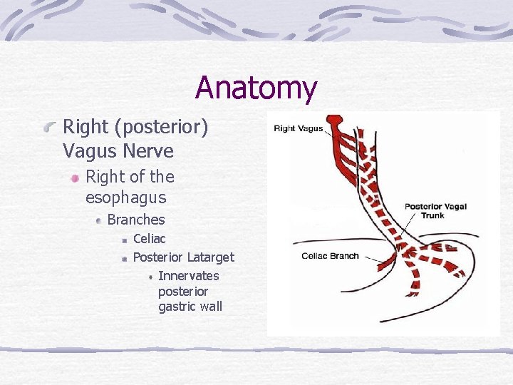 Anatomy Right (posterior) Vagus Nerve Right of the esophagus Branches Celiac Posterior Latarget Innervates