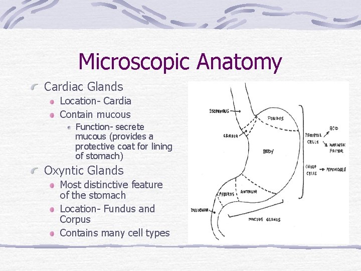 Microscopic Anatomy Cardiac Glands Location- Cardia Contain mucous Function- secrete mucous (provides a protective