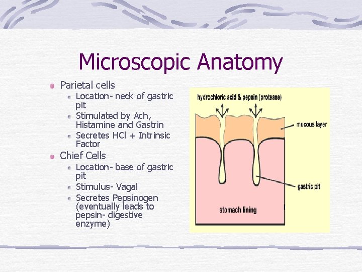 Microscopic Anatomy Parietal cells Location- neck of gastric pit Stimulated by Ach, Histamine and