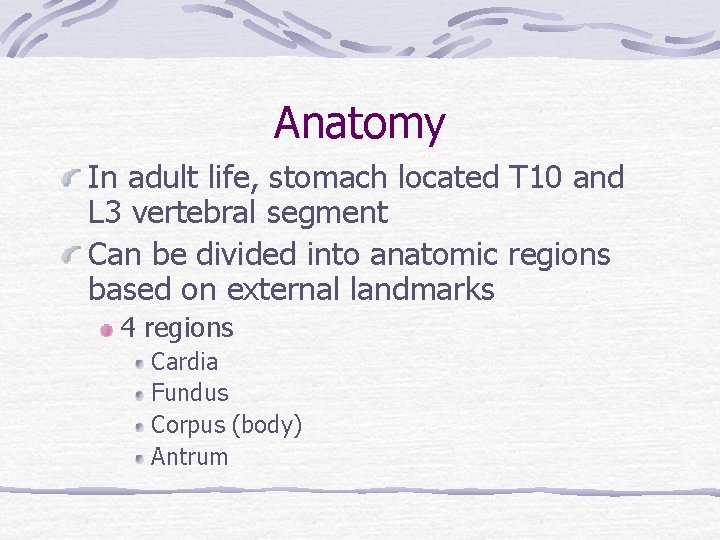 Anatomy In adult life, stomach located T 10 and L 3 vertebral segment Can