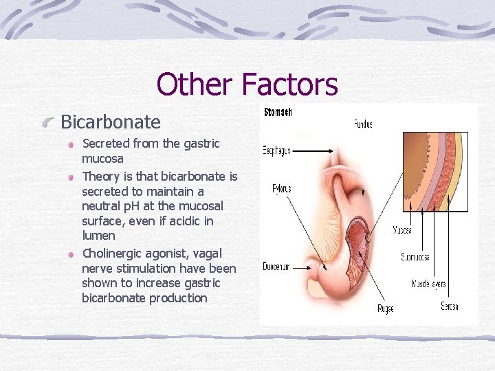 Other Factors Bicarbonate Secreted from the gastric mucosa Theory is that bicarbonate is secreted
