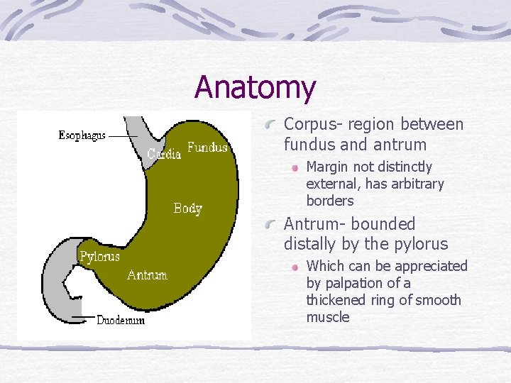 Anatomy Corpus- region between fundus and antrum Margin not distinctly external, has arbitrary borders