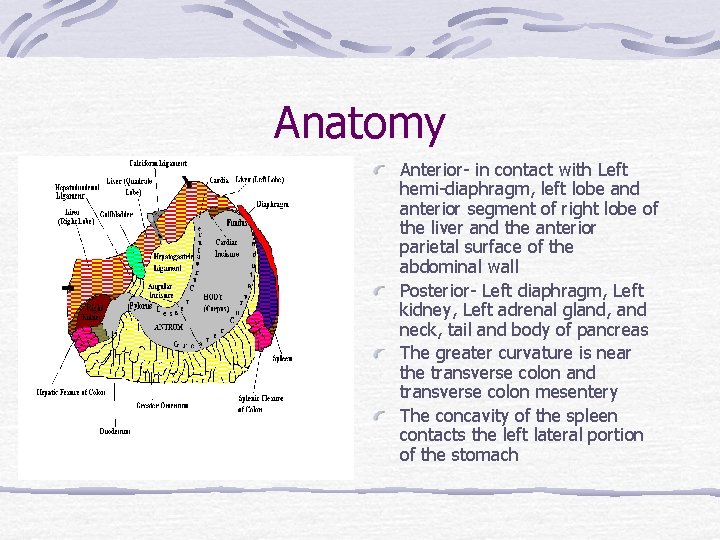 Anatomy Anterior- in contact with Left hemi-diaphragm, left lobe and anterior segment of right