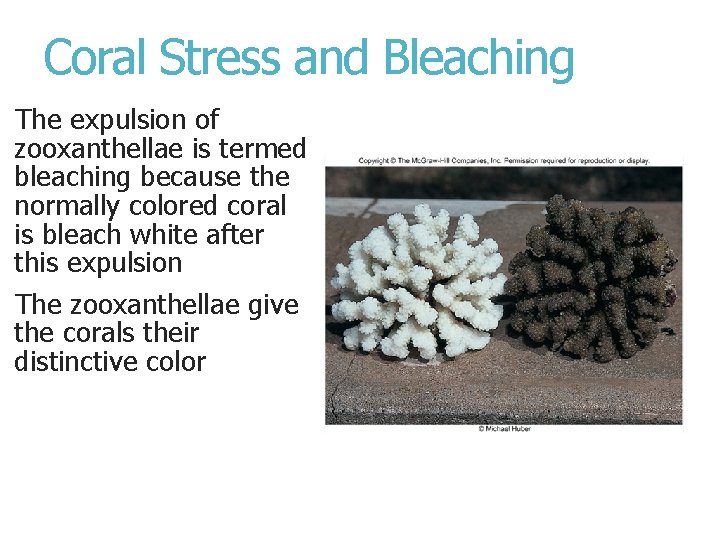 Coral Stress and Bleaching The expulsion of zooxanthellae is termed bleaching because the normally