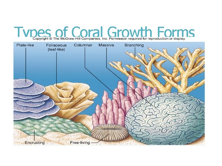 Types of Coral Growth Forms 