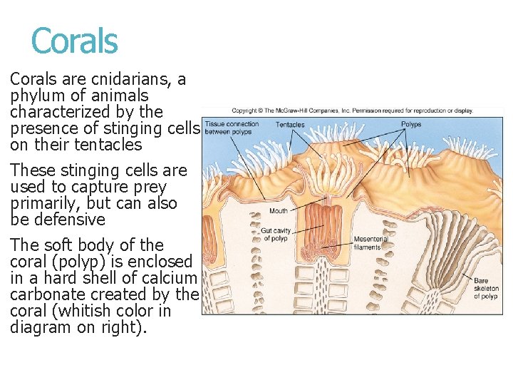 Corals are cnidarians, a phylum of animals characterized by the presence of stinging cells