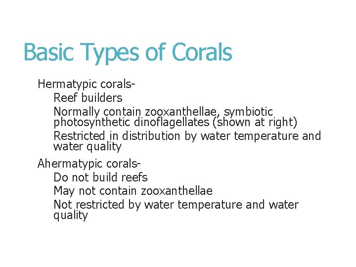 Basic Types of Corals Hermatypic corals. Reef builders Normally contain zooxanthellae, symbiotic photosynthetic dinoflagellates