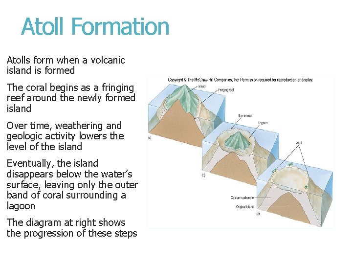Atoll Formation Atolls form when a volcanic island is formed The coral begins as