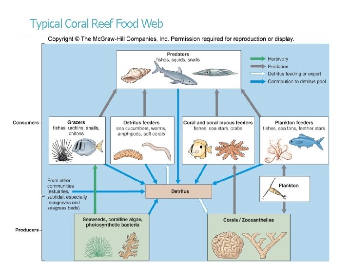 Typical Coral Reef Food Web 