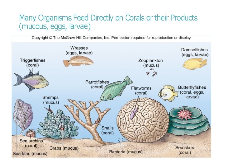 Many Organisms Feed Directly on Corals or their Products (mucous, eggs, larvae) 