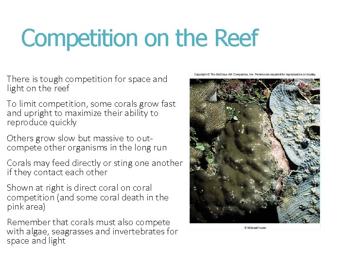 Competition on the Reef There is tough competition for space and light on the