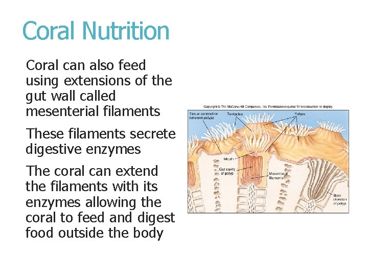Coral Nutrition Coral can also feed using extensions of the gut wall called mesenterial