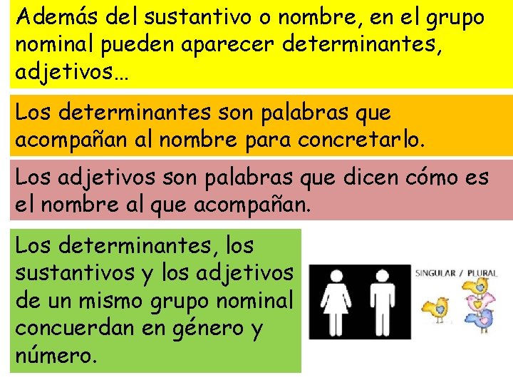 Además del sustantivo o nombre, en el grupo nominal pueden aparecer determinantes, adjetivos… Los